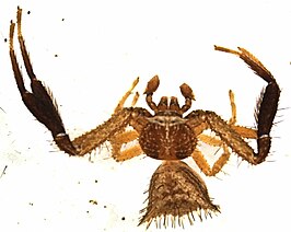 Thomisus granulatus