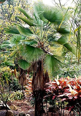 Trachycarpus martianus