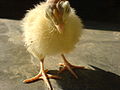 A Turkey chick