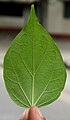 A Nyctanthes leaf from India