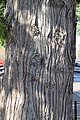 Streifenborke an Riesen-Lebensbaum