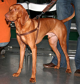 Vizsla