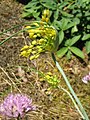 Allium flavum opening