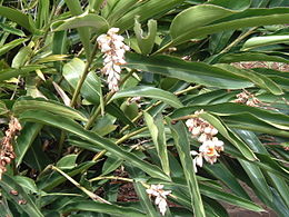 Alpinia zerumbet, egy gyömbérféle