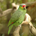 (Amazona autumnalis)