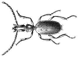 Anophthalmus schmidtii