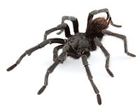 Aphonopelma johnnycashi