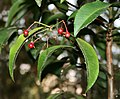 Ardisia polysticta