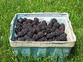 A punnet of black raspberries