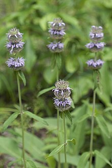 Round clusters of lavender flowers surrounding plant stem