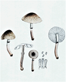 Bres.: Lepiota lilacea