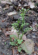 rzeżucha leśna (C. flexuosa)