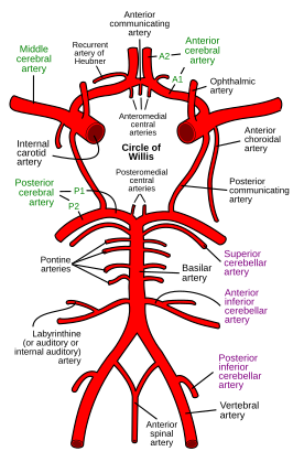 Schematische weergave van de cirkel van Willis, de hersenslagaders en de hersenstam. De arteria cerebelli posterior inferior ontspringt onder in het plaatje beiderzijds uit de arteria vertebralis