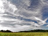 Cirrus cloud