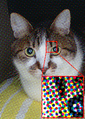 Visuelle Textur aus Punkten bei dem Offsetdruck (Vierfarbdruck), Bild einer Katze.