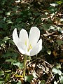 Colchicum speciosum 'Album' close-up