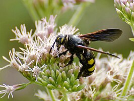 Colpa sexmaculata