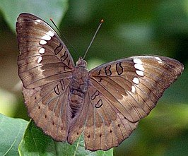 Euthalia aconthea