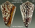 Conus thalassiarchus Sowerby, G.B. I, 1833