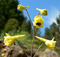 Delphinium luteum