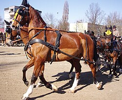 Gelderländer vor einem Vierspänner