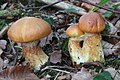 Suillus grevillei