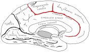 Cingulate sulcus.