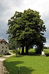 Winterlinde (Tilia Cordata)