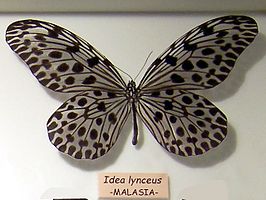 Idea lynceus