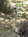 Ostrich.