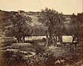 Gethsemane'nin bahçesi, fotoğraf, 1857