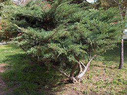 Juniperus x pfitzeriana hibrid