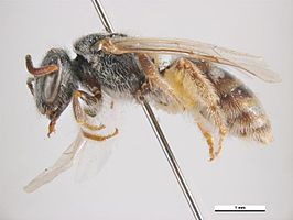 Lasioglossum xerophilum