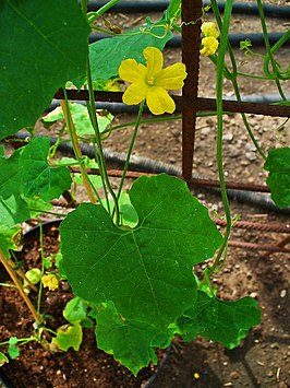 Luffa operculata