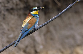 Ευρωπαϊκός Μελισσοφάγος (Merops apiaster)