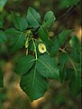 Ptelea trifoliata