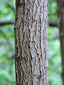 bark