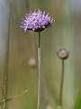 Succisa pratensis from aside, Photo by Kristian Peters