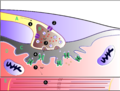 Muscles will contract or relax when they receive signals from the nervous system. The neuromuscular junction is the site of the signal exchange. The steps of this process in vertebrates occur as follows:(`) The action potential reaches the axon terminal. (2) Voltage-dependent calcium gates open, allowing calcium to enter the axon terminal. (3) Neurotransmitter vesicles fuse with the presynaptic membrane and acetylcholine (ACh) is released into the synaptic cleft via exocytosis. (4) ACh binds to postsynaptic receptors on the sarcolemma. (5) This binding causes ion channels to open and allows sodium ions to flow across the membrane into the muscle cell. (6) The flow of sodium ions across the membrane into the muscle cell generates an action potential which travels to the myofibril and results in muscle contraction. Labels: A: Motor Neuron Axon B: Axon Terminal C: Synaptic Cleft D: Muscle Cell E: Part of a Myofibril