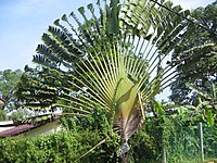 Pemandangan pokok Pisang Kipas secara dekat