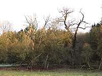 Zwei Eichen an der Sommerhütte