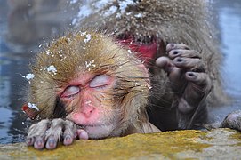 Japanmakak im Jigokudani Yaen Kōen