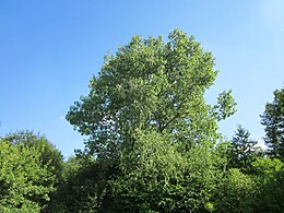 Rezgő nyár (Populus tremula)