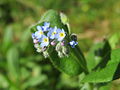 Acker-Vergissmeinnicht Myosotis arvensis