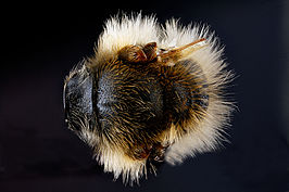 Andrena vicina