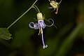 Detailed closeup of individual flowering in Redwood National and State Parks