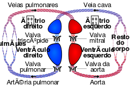 Circulatory system SMIL-pt.svg 18:29, 24 March 2016