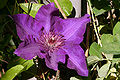 Clematis