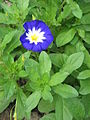 Convolvulus tricolor