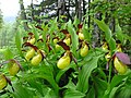 5041 Snåsa Marisko Cypripedium calceolus